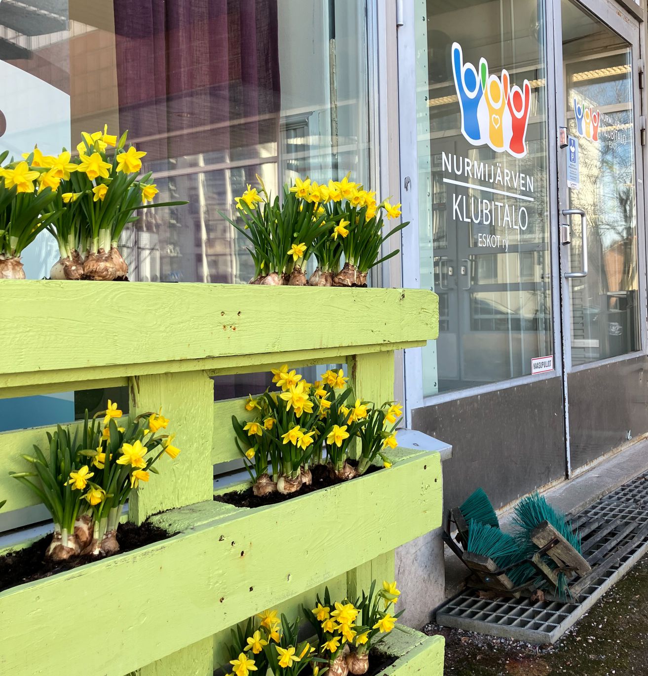 Klubitalon ovi ja kukkateline, johon on istutettu narsisseja.